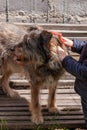 Little girl combing a dog outside Long shedding dogs coat on comb for pets in hand Excess seasonal canine hair loss care