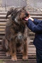 Little girl combing a dog outside Long shedding dogs coat on comb for pets in hand Excess seasonal canine hair loss care