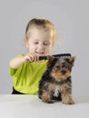 Little girl is combing the dog Royalty Free Stock Photo