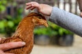 Little girl cosset a hen life on the farm farmers hosting concept