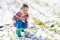 Little girl with crocus flowers under snow in spring Royalty Free Stock Photo