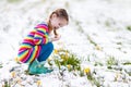 Little girl with crocus flowers under snow in spring Royalty Free Stock Photo