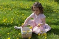 Little girl on dandelion lawn pick up dandelions in a basket Royalty Free Stock Photo