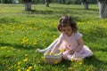 Little girl on dandelion lawn pick up dandelions in a basket Royalty Free Stock Photo