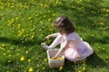 Little girl on dandelion lawn pick up dandelions in a basket Royalty Free Stock Photo