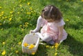 Little girl on dandelion lawn pick up dandelions in a basket Royalty Free Stock Photo