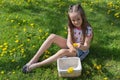 Little girl on dandelion lawn pick up dandelions in a basket Royalty Free Stock Photo