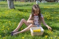 Little girl on dandelion lawn pick up dandelions in a basket Royalty Free Stock Photo