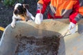 Little girl with dog looking at something in a wheelbarrow Royalty Free Stock Photo