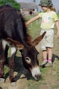 Little girl with donkey