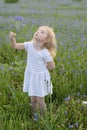 A little girl in a dress and with a bouquet of flowers laughs and plays in a field with cornflowers on a summer day