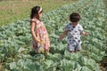 Happy kids in cabbage, field a sunny day. Royalty Free Stock Photo