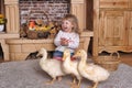 Little girl with ducklings Royalty Free Stock Photo
