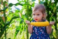 Little girl eating a corn cob Royalty Free Stock Photo
