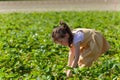 Little girl eating strawberries in the field. Selective focus. nature Royalty Free Stock Photo