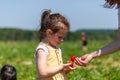 Little girl eating strawberries in the field on a sunny summer day Royalty Free Stock Photo