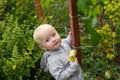 A little girl eats a pear and stands by a grape bush in a vineyard. Feeding children with natural products. Growing berries for Royalty Free Stock Photo