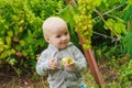 A little girl eats a pear and stands by a grape bush in a vineyard. Feeding children with natural products. Growing berries for Royalty Free Stock Photo