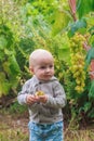 A little girl eats a pear and stands by a grape bush in a vineyard. Feeding children with natural products. Growing berries for Royalty Free Stock Photo