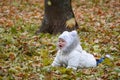 Little girl, with emotional expression of her face, lies on dry orange fallen leaves in autumn parkland Royalty Free Stock Photo