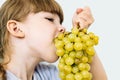 A little girl enjoys delicious, sweet grapes. A hungry little girl greedily grabs juicy grapes with her mouth. Funny little girl Royalty Free Stock Photo