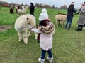 Little girl feeding an alpaca at an alpaca farm