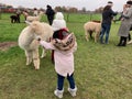 Little girl feeding an alpaca at an alpaca farm