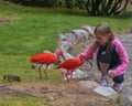 Little girl feeding a bird Scarlet ibis. Communication of children with animals