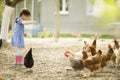 Little girl feeding chickens