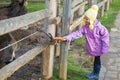 Little girl feeding donkey Royalty Free Stock Photo