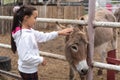 Little girl feeding donkey carrot. Royalty Free Stock Photo