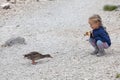 Little girl feeding ducks at Black Lake in Royalty Free Stock Photo