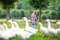 Little girl feeding geese Royalty Free Stock Photo