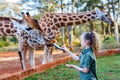 Cute little girl feeding giraffes in Africa Royalty Free Stock Photo