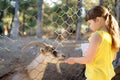 Little girl feeding goat. Child at outdoors petting zoo. Kid having fun in farm with animals. Children and animals. Fun for kids Royalty Free Stock Photo