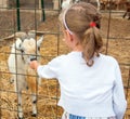 Little girl feeding goat.