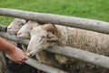 Little girl feeding goats on the farm. Agritourism concept. Beautiful baby child petting animals in the zoo Royalty Free Stock Photo