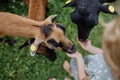 Little girl feeding goats outdoor on the meadow.