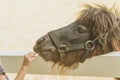 Little girl feeding horse in her farm through a white wooden fen Royalty Free Stock Photo