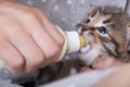 Little girl feeding small kitten from the bottle