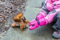 Little girl feeding squirrel with nuts in forest. Royalty Free Stock Photo