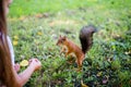 Little girl feeding squirrel at park