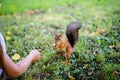 Little girl feeding squirrel at park Royalty Free Stock Photo