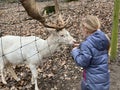 A little girl feeding a white red deer Royalty Free Stock Photo