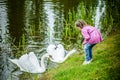 Little girl feeding white swans Royalty Free Stock Photo