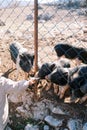 Little girl feeds cabbage to black pigs poking their snouts through the fence. Cropped