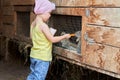 A little girl feeds carrots to rabbits sitting in a cage. Selective focus Royalty Free Stock Photo