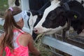 A little girl feeds a cow with hay Royalty Free Stock Photo