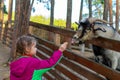 Little girl feeds a goat on the farm. Cute kind child feeds animals in the zoo.