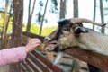 Little girl feeds a goat on the farm. Cute kind child feeds animals in the zoo.